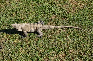 Wild iguana in the sun in Mexico