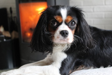 King Charles Cavalier dog