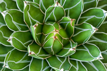 Top view of Green agave victoriae-reginae succulents plant background texture.