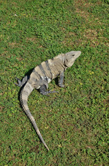 Wild iguana in the sun in Mexico