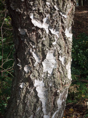 Obraz premium cracked bark tree brown and white texture in light