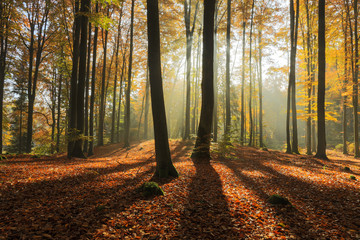 Fototapeta premium Autumn Forest. Kashubia, Poland 