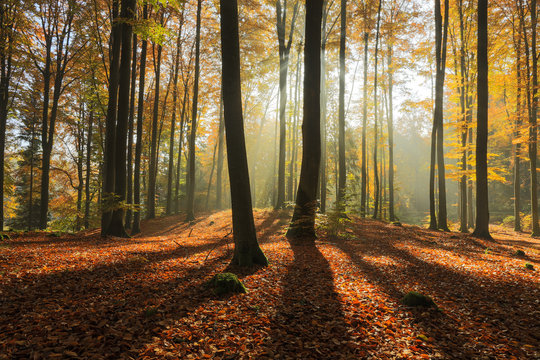 Fototapeta Autumn Forest. Kashubia, Poland 
