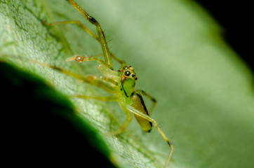 Bela aranha