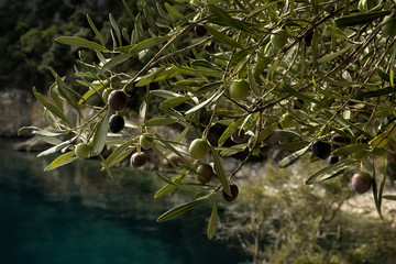 Olives