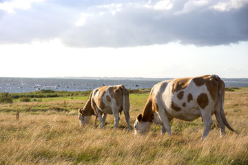 Fototapeta na wymiar Grazing cowswith ocean background