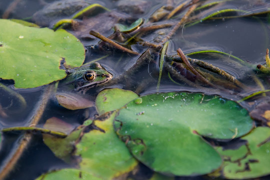 Frog on water lily