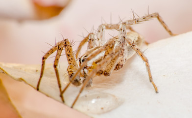 Bela aranha