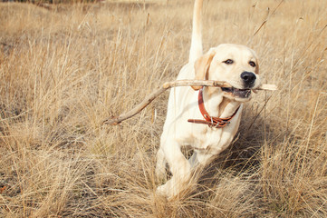 Labrador Retriever Runs In Field On Grass