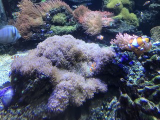 Life under the water