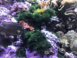 Life under the water