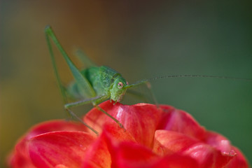 Green grasshopper on a flower