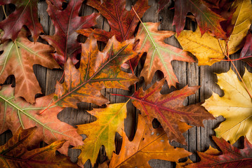 Autumn concept, background, old rustic wooden table with red and yellow leaves, top view