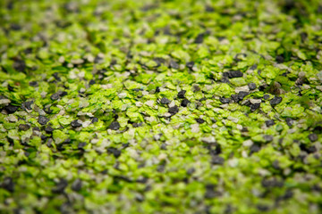 decorative shell texture, green fractions