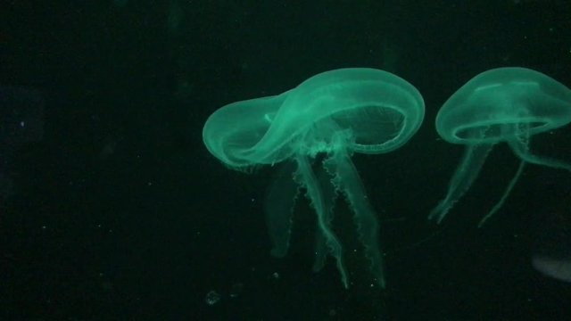 Underwater animals, aquatic marine life background