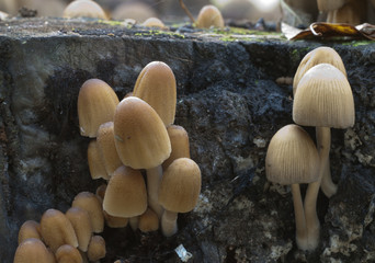 Coprinus micaceus mushroom