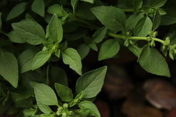 albahaca