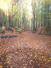 Piękny widok w lesie jesienią