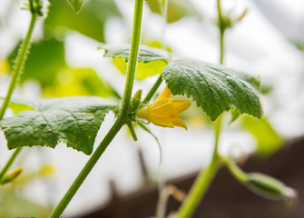cucumber shoots and a yellow flower on the bed