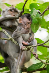 Baby Macaque Sitting in Tree with Mother