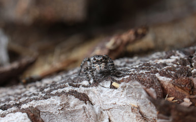 spider jumper