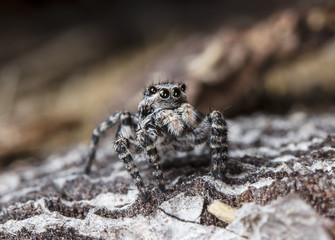 spider jumper