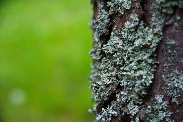 Texture bark of pine tree closeup