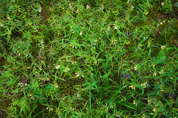 Forest Soil with Grass