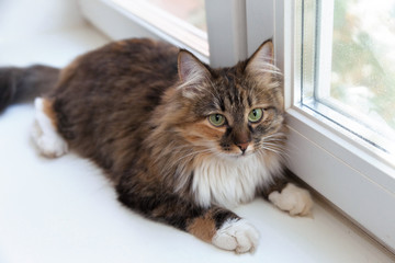 Beautiful long-haired cat lying on a white windowsill