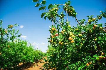 Fototapeta na wymiar Apples in an apple orchard