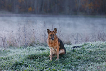 German Shepherd dog sitting on lake shore in early frosty morning