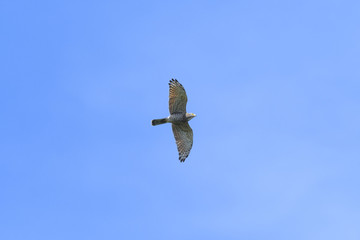 サシバ成鳥(Grey-faced buzzard)