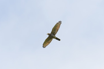 サシバ成鳥(Grey-faced buzzard)