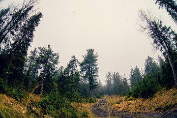 Path in the mist-covered mountain forest (Cyprus, Troodos)