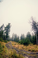 Path in the mist-covered mountain forest (Cyprus, Troodos)