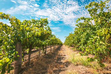 Fototapeta na wymiar Barossa valley grapevines