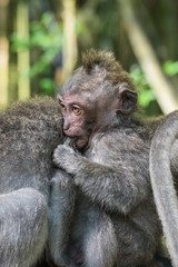 Young Macaque Between Monkeys Chews on Tail