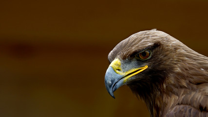 Obraz premium Eagle portrait with open space