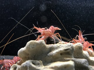 Underwater animals, aquatic marine life background