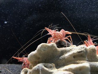 Underwater animals, aquatic marine life background