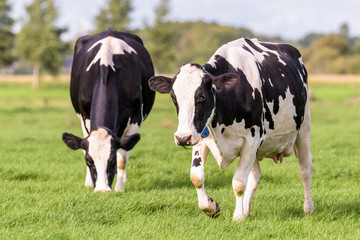 A pair of dutch cows grazing in the field