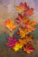 Naklejka na ściany i meble Autumn leaves on a vintage background. 