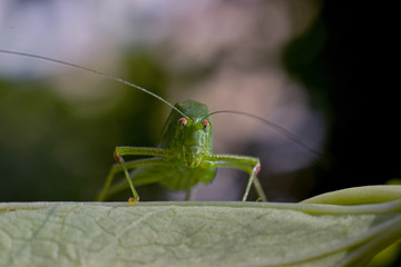 Green grasshopper on a flower