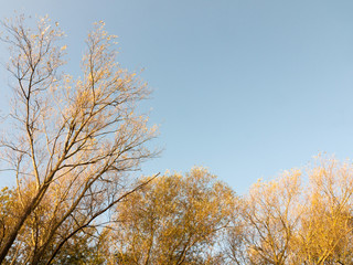 Fototapeta premium top of autumn tree branches in blue sky landscape