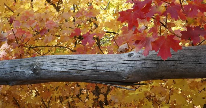 Old wooden fence beautiful fall autumn leaf colors. Beautiful season Autumn fall colors in forest along river bank. Provo river recreation trail footpath central Utah. Golden yellow, golden, red.