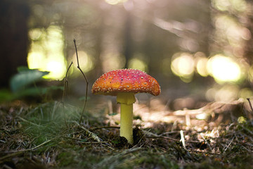 Amanita muscaria in the forest