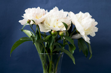flower peony pink gentle