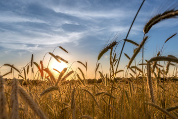 Getreidefeld beim Sonnenuntergang. Einzelne Getreidehalme von der Sonne angestrahlt