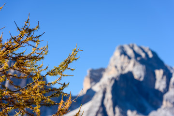 Golden larch reflections. Dolomites, Tofane.