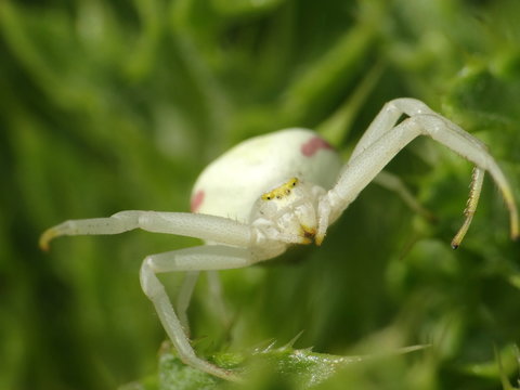 Araign&eacute;e crabe blanche